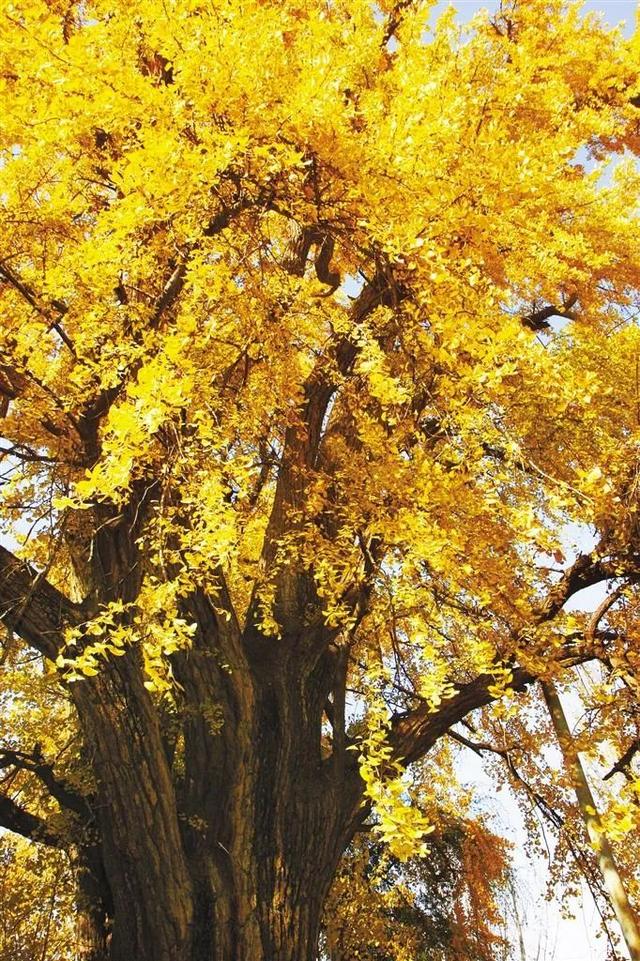 西安观音禅寺的古银杏树病了……|西安市|陕西省_新浪新闻