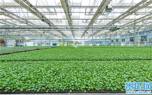 贵阳贵安：稳住农业基本盘 筑牢“三农”压舱石休闲区蓝鸢梦想 - Www.slyday.coM