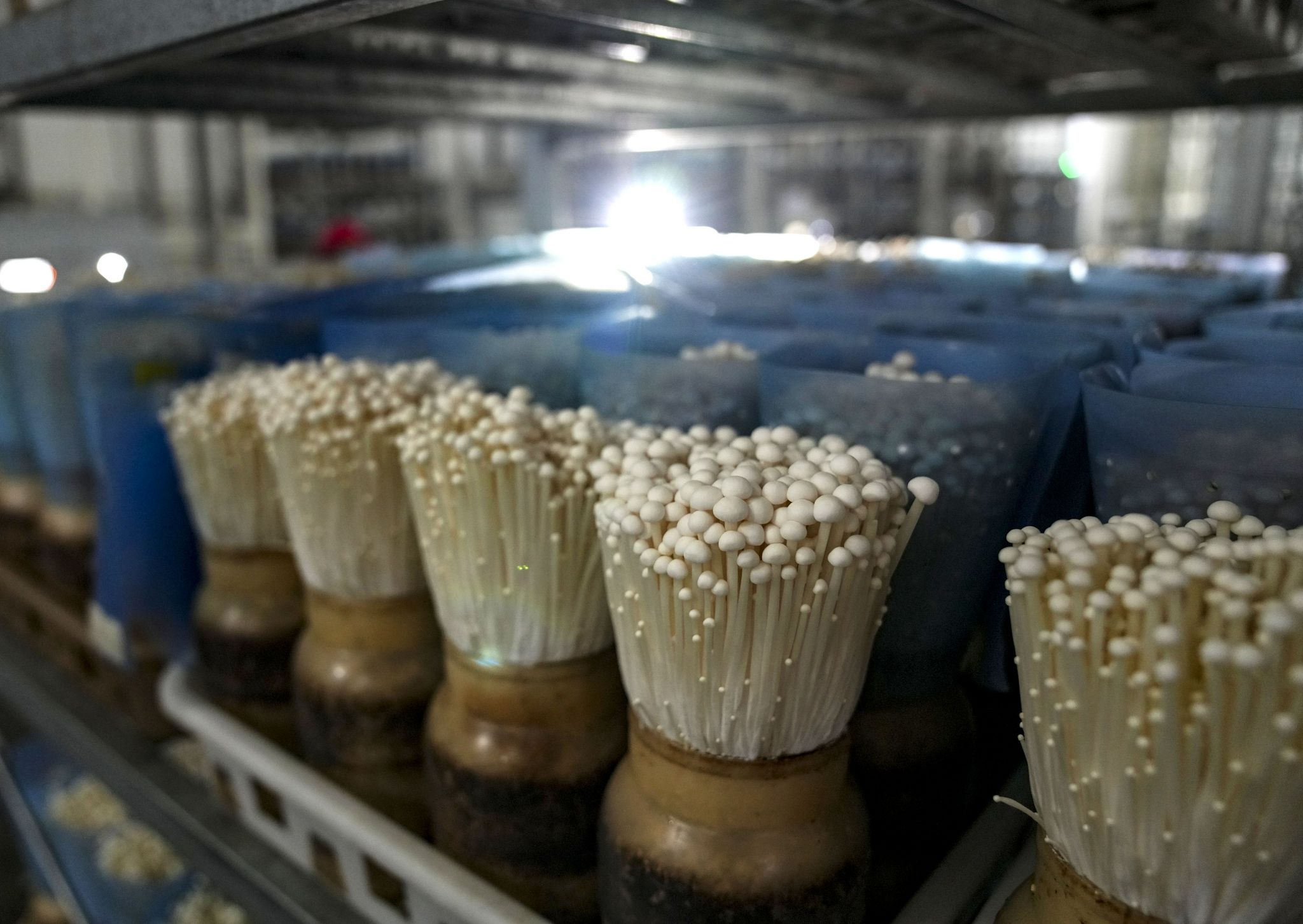 村里的金针菇智能造