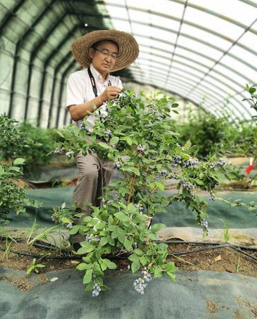 王贺新带领的小浆果技术服务科技特派团,帮助大连周边地区的蓝莓种植