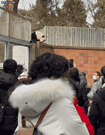 网友供图