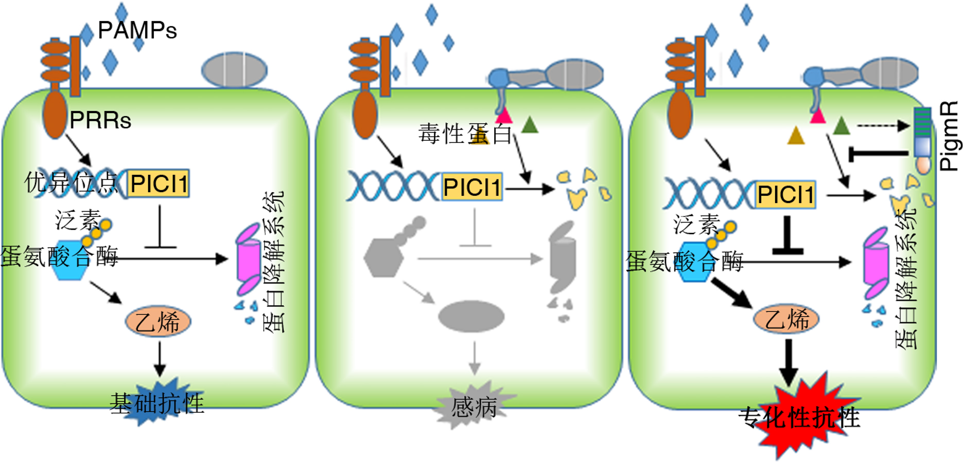 研究团队发现的免疫代谢机制图示