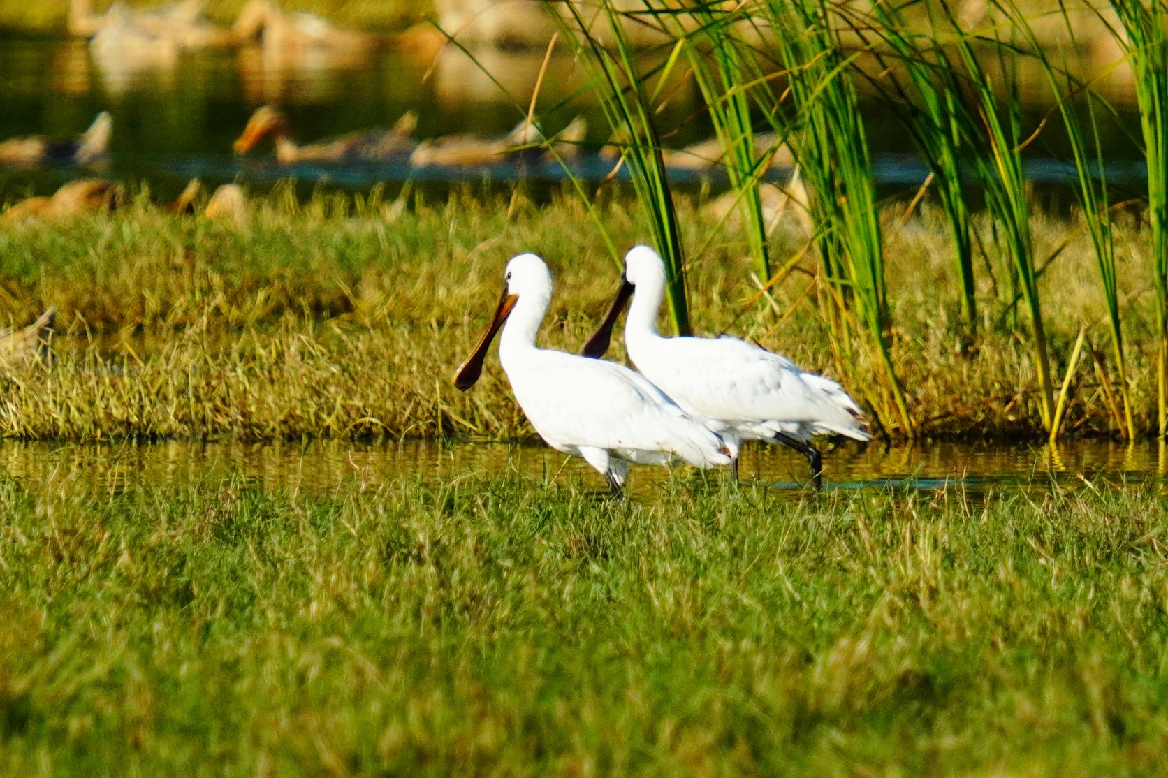 湿地公园常用动物图片