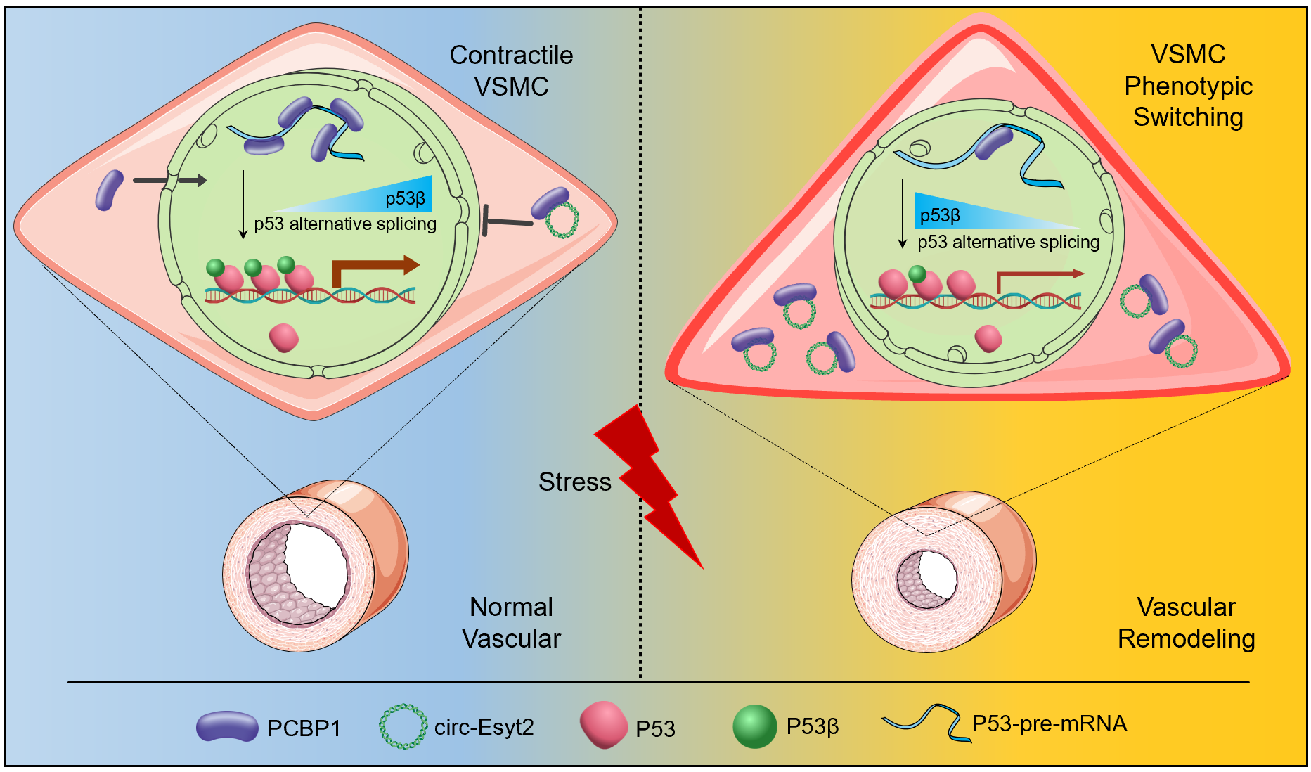找到了这个环状rna可以抑制动脉粥样硬化
