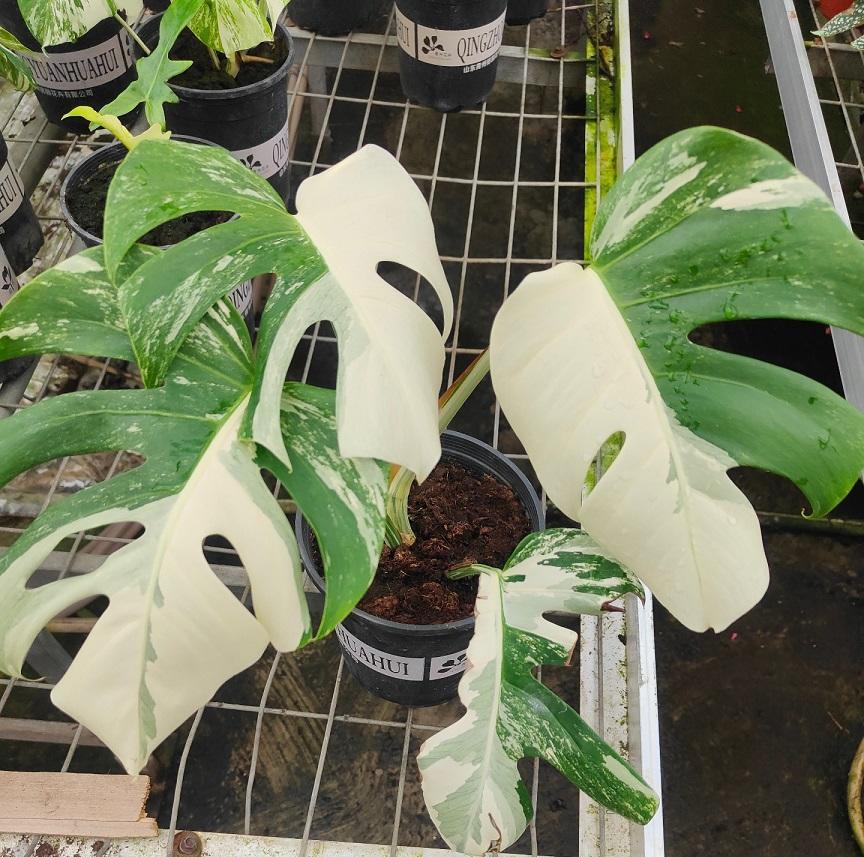 一盆龟背竹660块,白斑龟背竹,颜值天花板,一般人买不起__财经头条