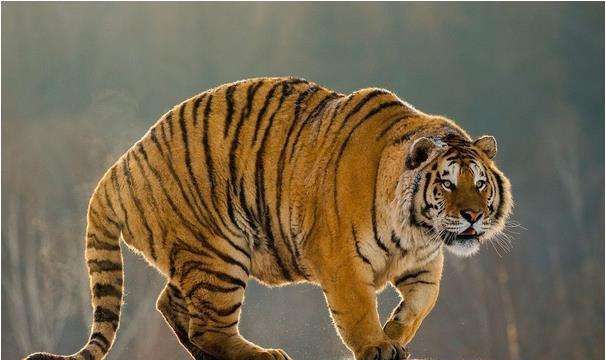 2022年1月开始,好运源源源不断,日子直奔小康的生肖休闲区蓝鸢梦想 - Www.slyday.coM 2022年1月开始,好运源源源不断,日子直奔小康的生肖休闲区蓝鸢梦想 - Www.slyday.coM