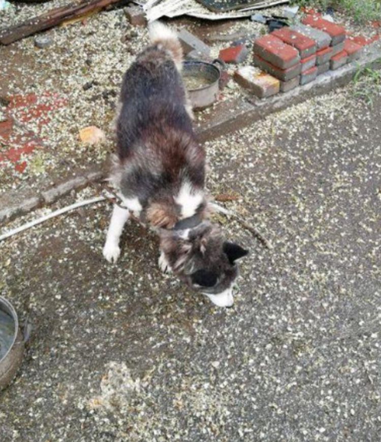 二哈被村民误认为狼，一锁就是六年时间，如今沉冤得雪却忧郁了休闲区蓝鸢梦想 - Www.slyday.coM