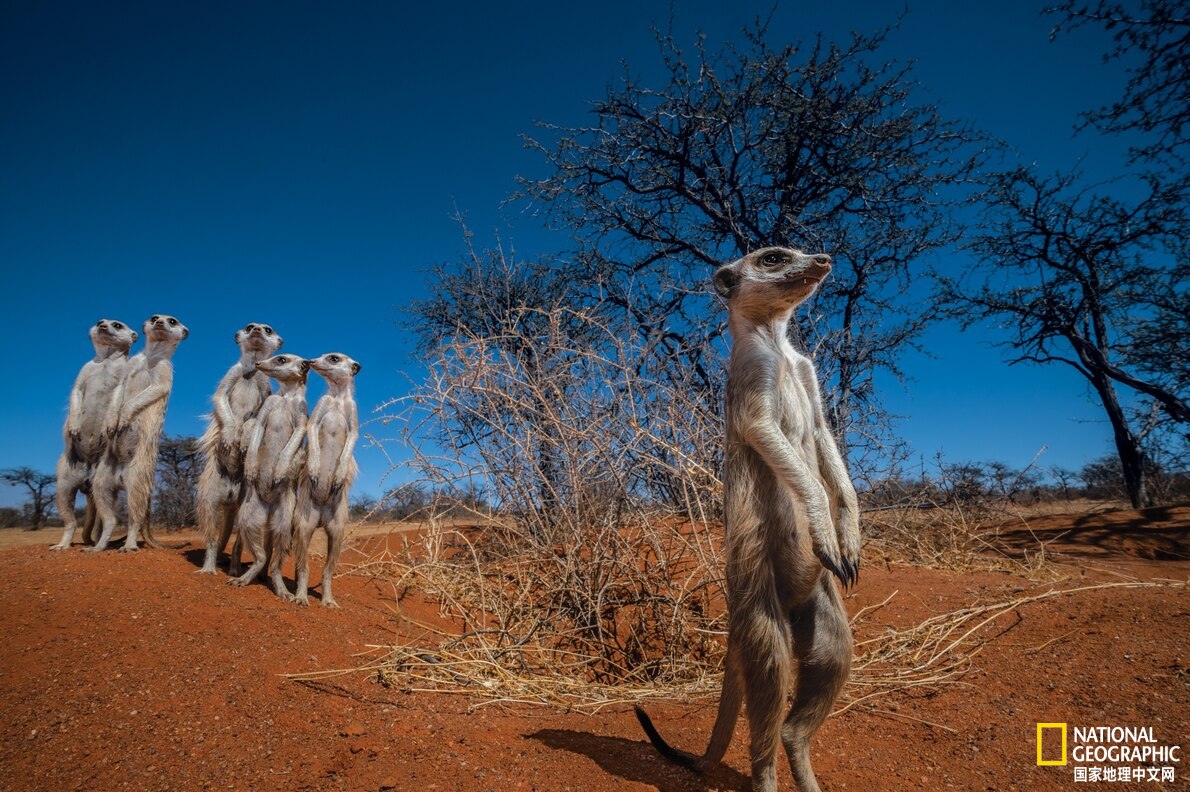 盘点2021年最佳动物照片|国家地理|野生动物|摄影_新浪新闻