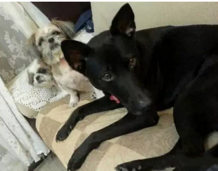 女子遛狗半路被人劫持，自家狗一溜烟跑了，流浪黑狗伸张正义休闲区蓝鸢梦想 - Www.slyday.coM