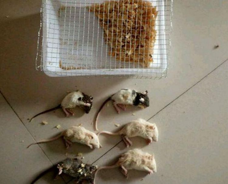 女子网购六只小仓鼠收到货后却是尸体这幕让她既心痛又气愤