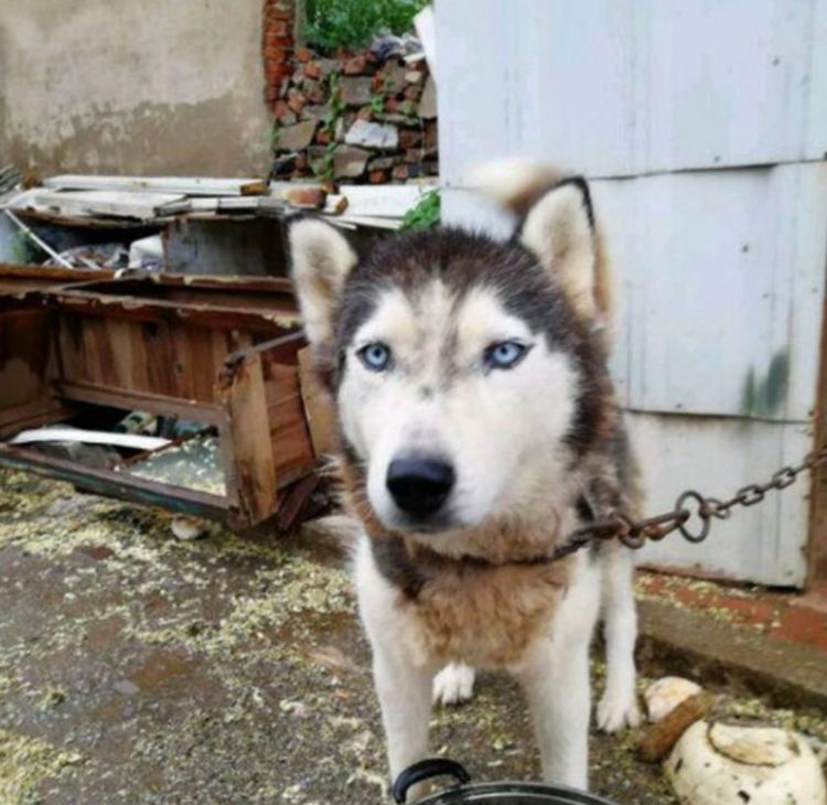 二哈被村民误认为狼，一锁就是六年时间，如今沉冤得雪却忧郁了休闲区蓝鸢梦想 - Www.slyday.coM