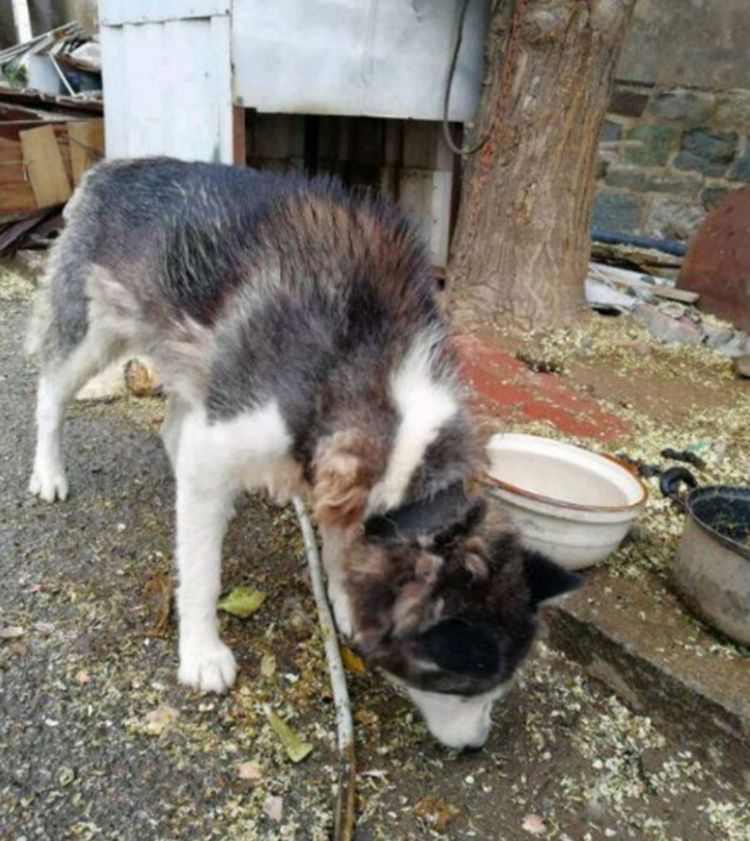 二哈被村民误认为狼，一锁就是六年时间，如今沉冤得雪却忧郁了休闲区蓝鸢梦想 - Www.slyday.coM