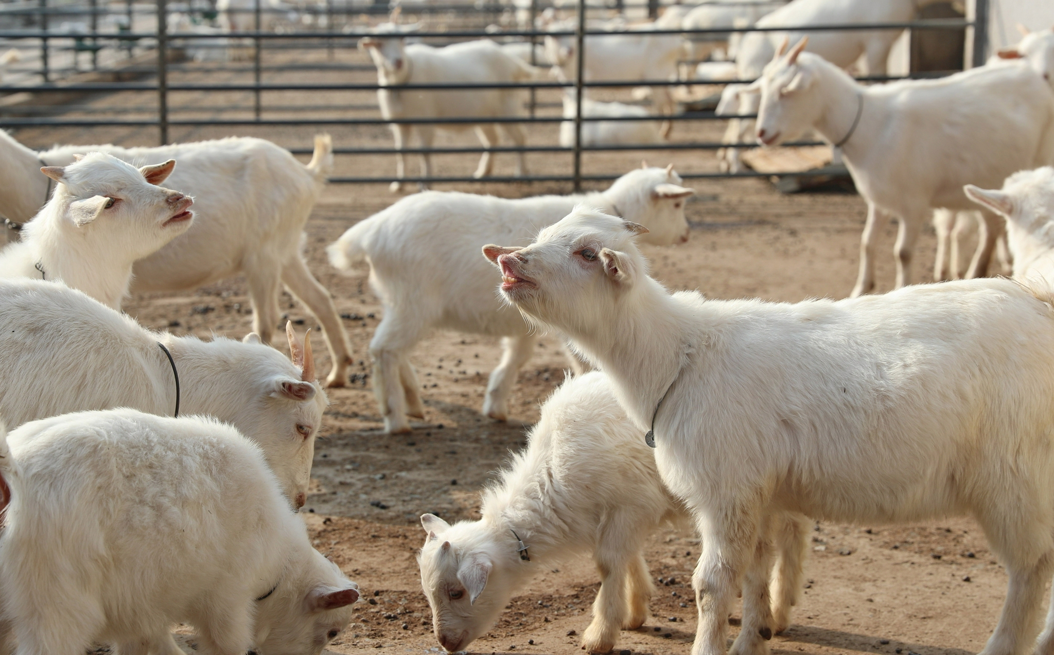 江苏海门山羊产业助增收