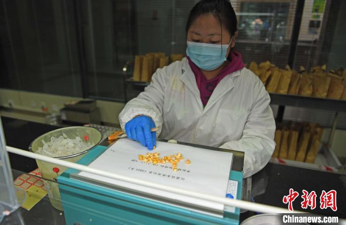 图为甘肃张掖国家级玉米种子生产基地种子质量监督检验中心工作人员对玉米种子进行检验。(资料图) 杨艳敏 摄