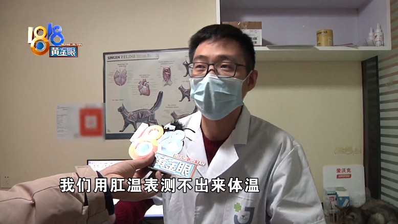 正常猫的体温是三十八到三十九度左右,它的话体温是我们用肛温表测不