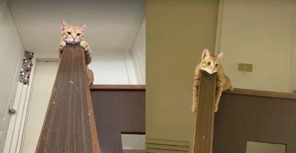 抬头惊见橘猫“肉肚垂挂”楼梯转角!脚交叉谜样视角:你在干嘛?休闲区蓝鸢梦想 - Www.slyday.coM 抬头惊见橘猫“肉肚垂挂”楼梯转角!脚交叉谜样视角:你在干嘛?休闲区蓝鸢梦想 - Www.slyday.coM