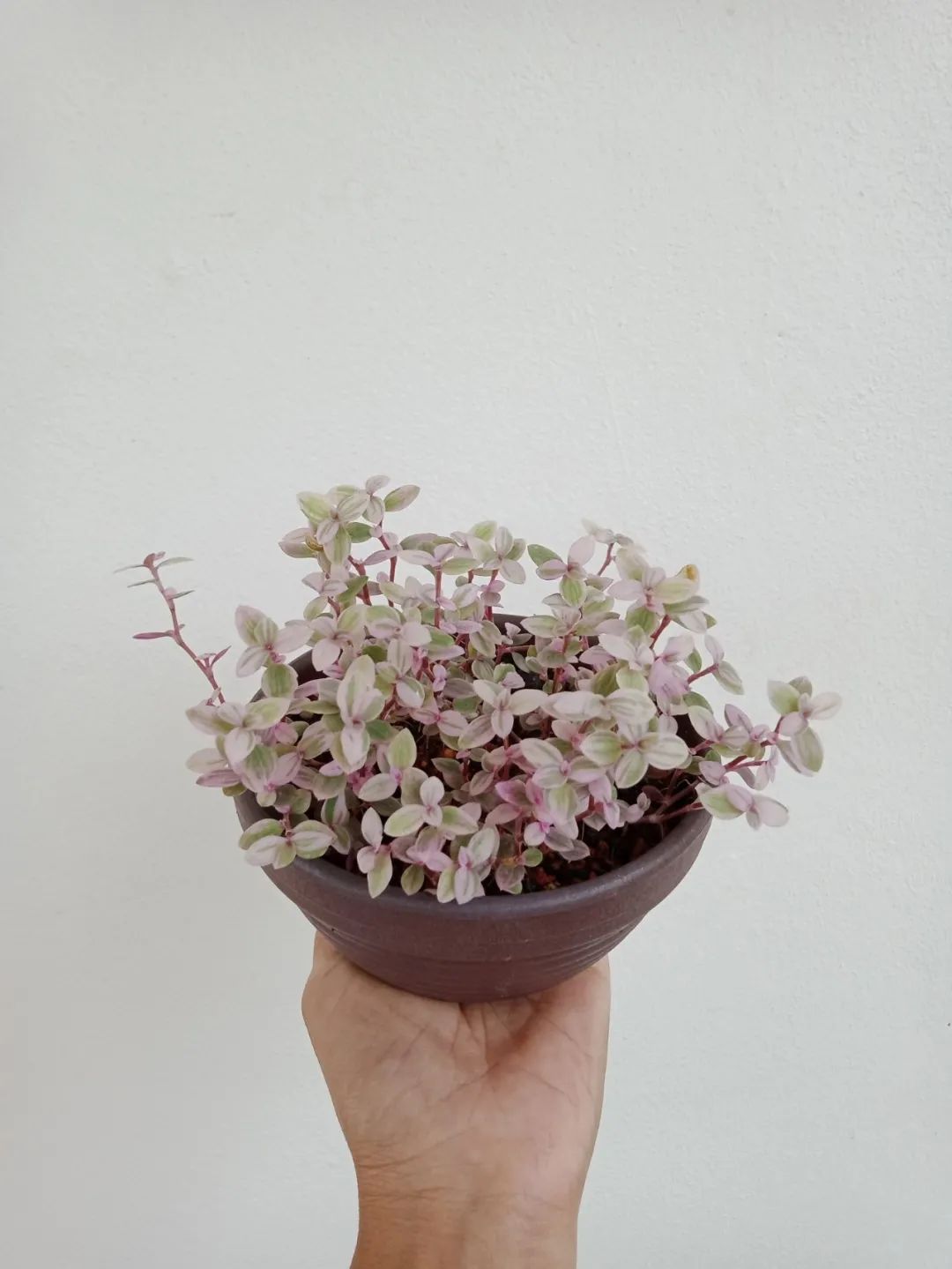 胭脂云不是多肉更不是景天科的植物把它当草来养就好了