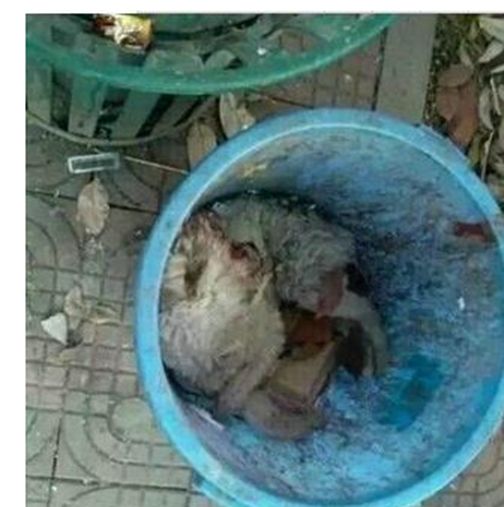 流浪狗溜进学校听课,惨遭保安打死扔垃圾桶,画面让人痛心!休闲区蓝鸢梦想 - Www.slyday.coM 流浪狗溜进学校听课,惨遭保安打死扔垃圾桶,画面让人痛心!休闲区蓝鸢梦想 - Www.slyday.coM