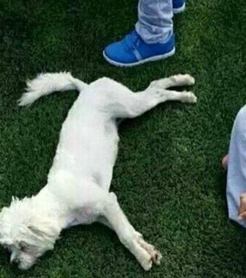 流浪狗溜进学校听课,惨遭保安打死扔垃圾桶,画面让人痛心!休闲区蓝鸢梦想 - Www.slyday.coM 流浪狗溜进学校听课,惨遭保安打死扔垃圾桶,画面让人痛心!休闲区蓝鸢梦想 - Www.slyday.coM