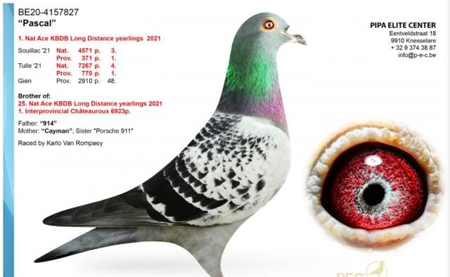 pec辉煌的赛季2羽鸽王冠军4羽全国冠军全部出自保时捷911