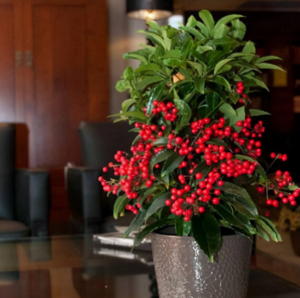 富贵子又叫做金玉满堂,它的寓意是富贵和儿孙满堂的意思,在过年的时候