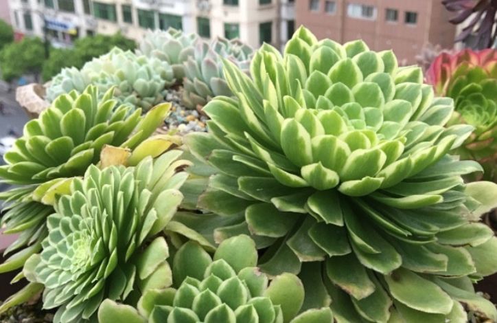 多肉法师三仙和新三仙——前者的颜值都高，而后者则更好养活休闲区蓝鸢梦想 - Www.slyday.coM