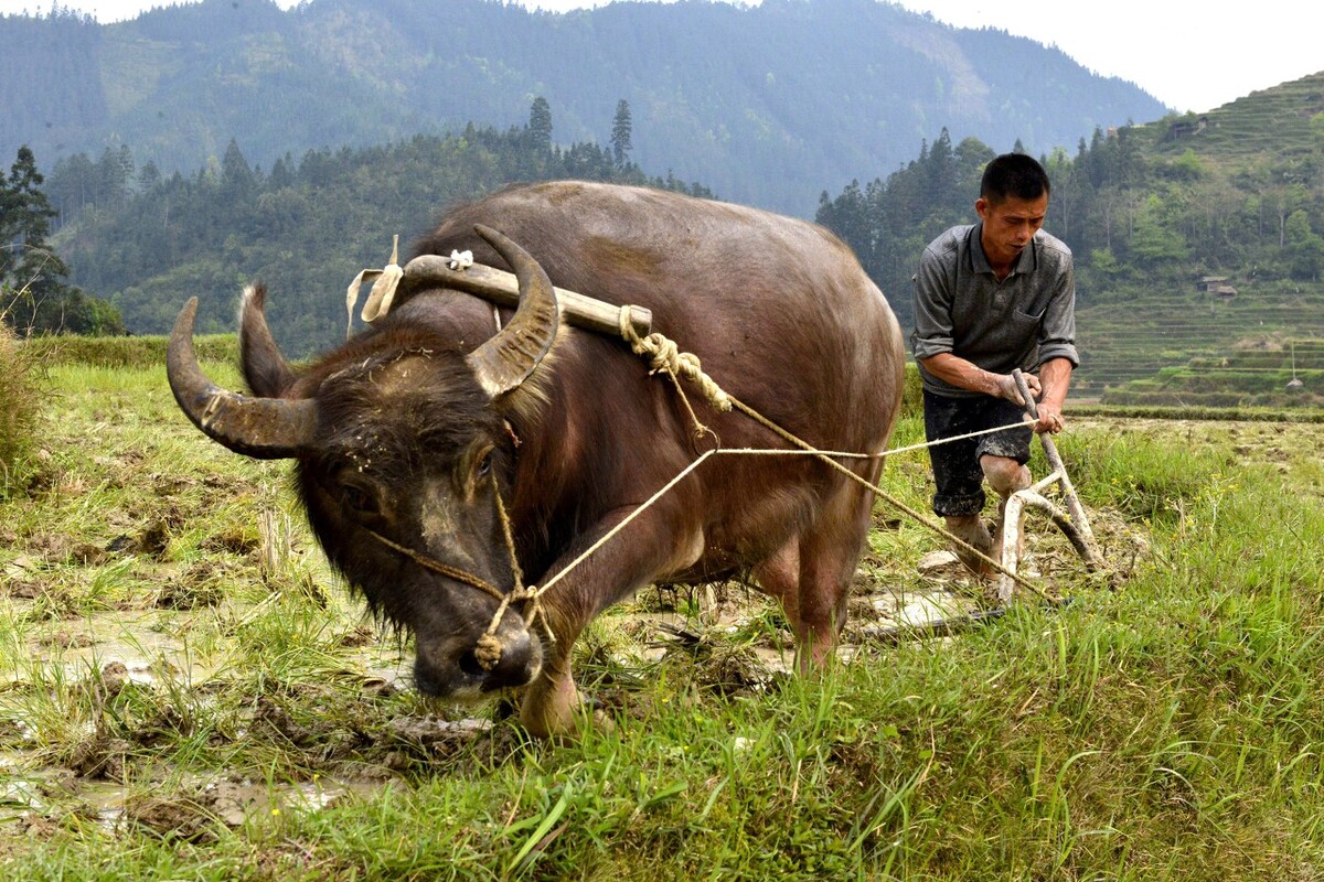 犁是农民种田必备的一个工具,农村田地小,且多为丘陵地带,都是采用