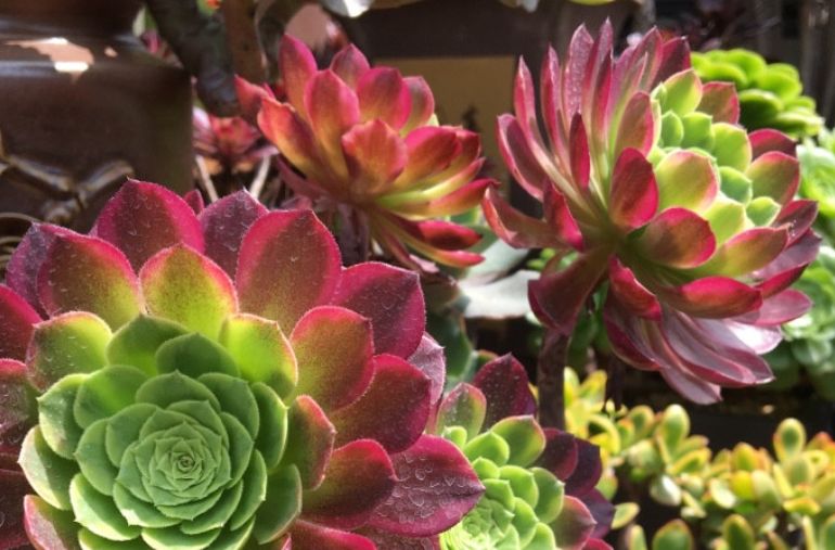 多肉法师三仙和新三仙——前者的颜值都高，而后者则更好养活休闲区蓝鸢梦想 - Www.slyday.coM