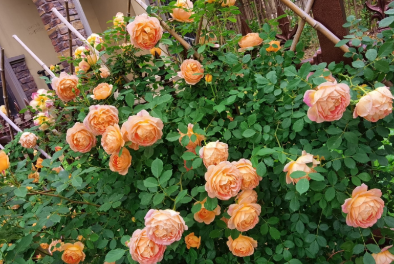 养月季夏洛特夫人5项事牢记在心植株养得枝叶繁茂花开锦绣