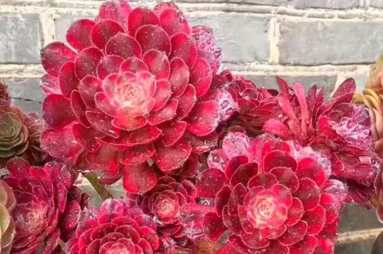 多肉法师三仙和新三仙——前者的颜值都高，而后者则更好养活休闲区蓝鸢梦想 - Www.slyday.coM