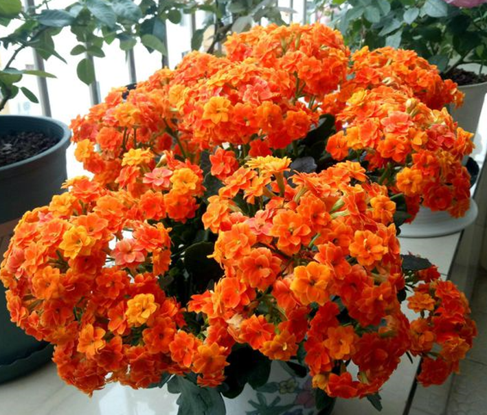 十种寓意好的"年宵花",建议现在入手,晚了会涨价,而且难服盆|涨价