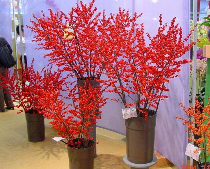 养花试试这款可以在冬天享用它的红色果实