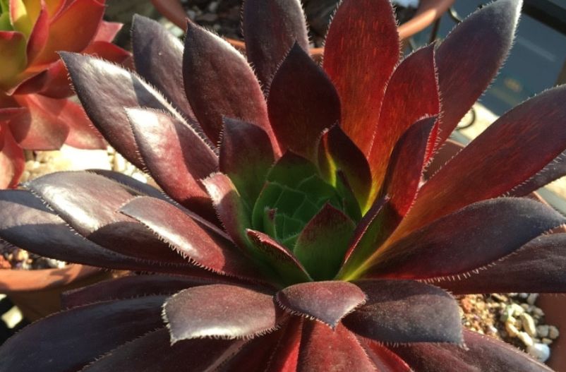 多肉法师三仙和新三仙——前者的颜值都高，而后者则更好养活休闲区蓝鸢梦想 - Www.slyday.coM