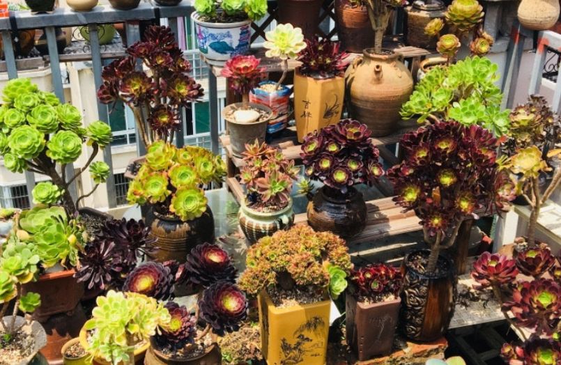 多肉法师三仙和新三仙——前者的颜值都高，而后者则更好养活休闲区蓝鸢梦想 - Www.slyday.coM