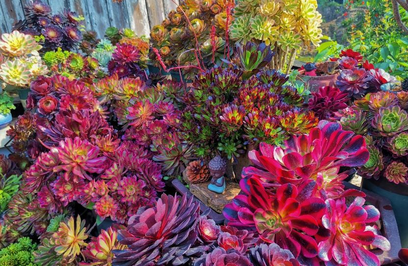 多肉法师三仙和新三仙——前者的颜值都高，而后者则更好养活休闲区蓝鸢梦想 - Www.slyday.coM