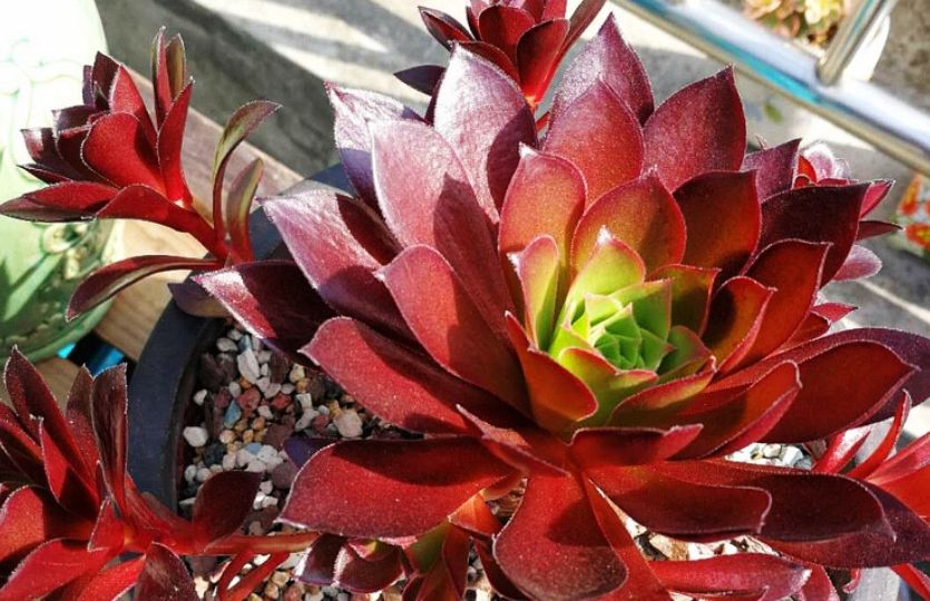 多肉法师三仙和新三仙——前者的颜值都高，而后者则更好养活休闲区蓝鸢梦想 - Www.slyday.coM