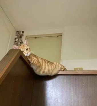 抬头惊见橘猫“肉肚垂挂”楼梯转角!脚交叉谜样视角:你在干嘛?休闲区蓝鸢梦想 - Www.slyday.coM 抬头惊见橘猫“肉肚垂挂”楼梯转角!脚交叉谜样视角:你在干嘛?休闲区蓝鸢梦想 - Www.slyday.coM