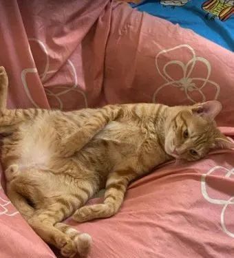 抬头惊见橘猫“肉肚垂挂”楼梯转角!脚交叉谜样视角:你在干嘛?休闲区蓝鸢梦想 - Www.slyday.coM 抬头惊见橘猫“肉肚垂挂”楼梯转角!脚交叉谜样视角:你在干嘛?休闲区蓝鸢梦想 - Www.slyday.coM