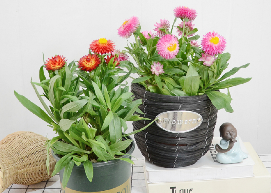 新手养花挑盆麦秆菊,掌握住这3个技巧,观赏体验感极佳|麦秆菊|养花