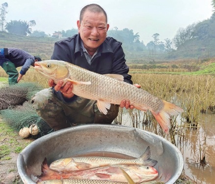 四川泸州市纳溪区一水多用粮鱼丰收农民乐
