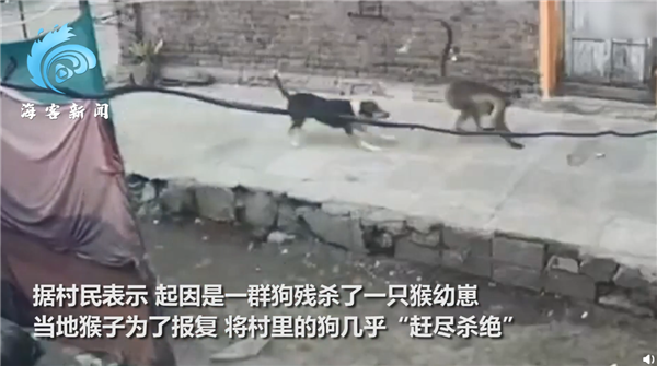 因幼崽被狗杀害 印度猴子为报复几乎摔死全村狗休闲区蓝鸢梦想 - Www.slyday.coM