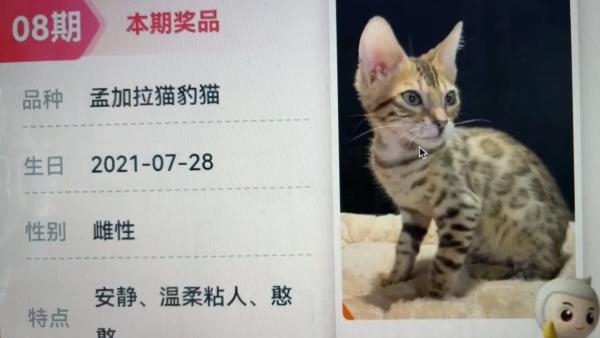 合作方回应“农行使用活猫作活动奖品”：原价数万元一只