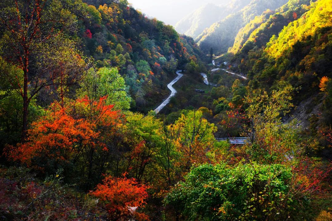 森林资源管理"一张图"年度更新结果出炉,2021年,重庆森林覆盖率达到