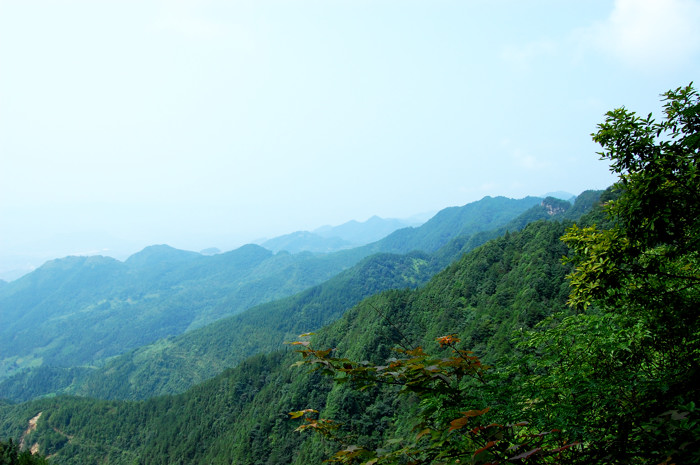 太美了吧重庆的森林大片