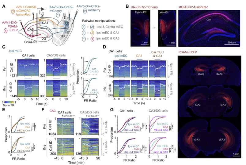neuron海马ca1神经环路调控的奥秘