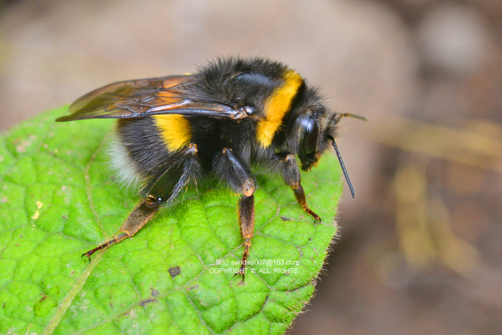 从《寻蜂记》看人类活动如何塑造环境中的物种