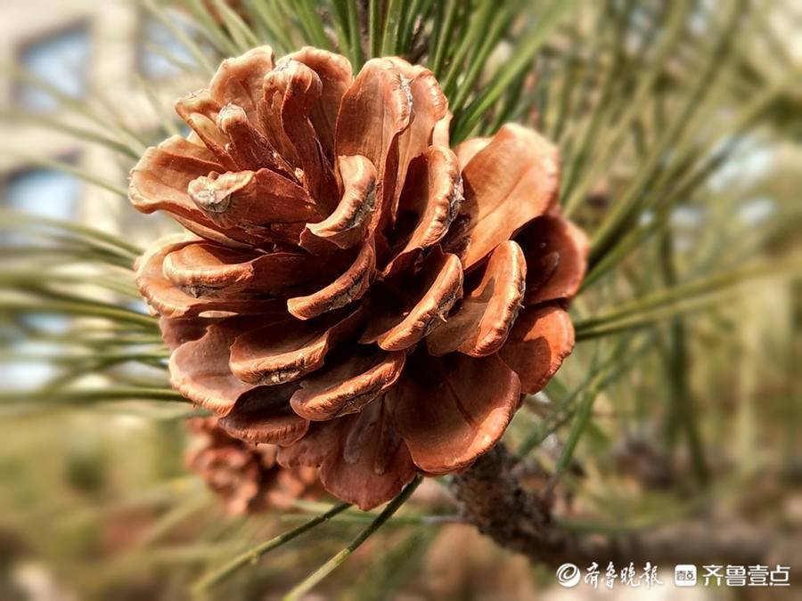 马尾松结出了松果形如宝塔