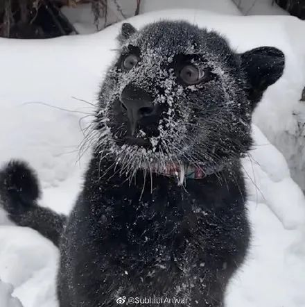 黑豹|铲屎官|猫_新浪新闻