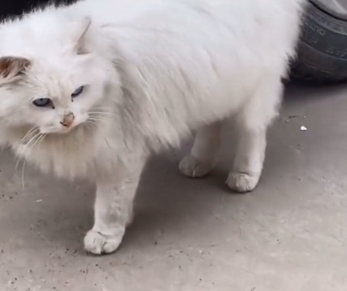 女孩遇见一只流浪猫,看清长相后被惊艳到了:真是落难“公主”呀休闲区蓝鸢梦想 - Www.slyday.coM 女孩遇见一只流浪猫,看清长相后被惊艳到了:真是落难“公主”呀休闲区蓝鸢梦想 - Www.slyday.coM