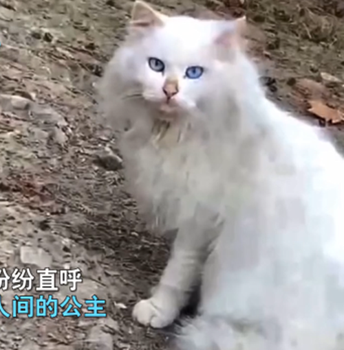 女孩遇见一只流浪猫,看清长相后被惊艳到了:真是落难“公主”呀休闲区蓝鸢梦想 - Www.slyday.coM 女孩遇见一只流浪猫,看清长相后被惊艳到了:真是落难“公主”呀休闲区蓝鸢梦想 - Www.slyday.coM